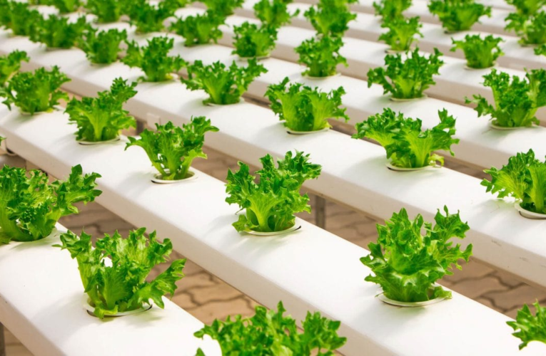 How to Invest in Managed Farmland in Bengaluru, India: A Comprehensive Guide