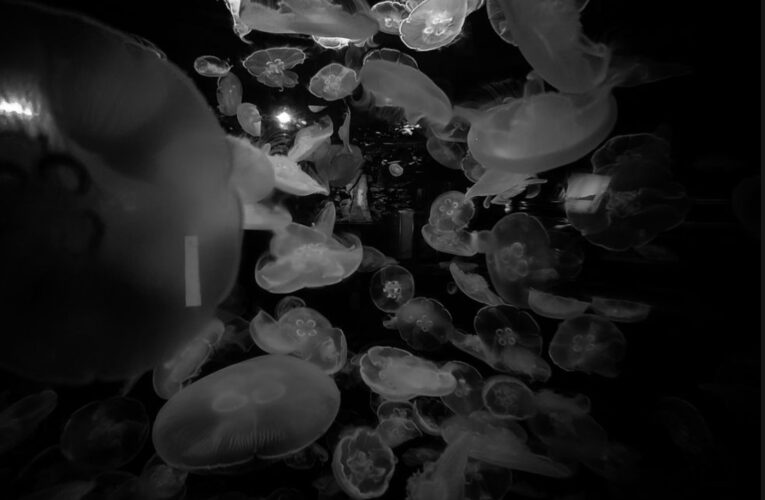 The Camera Became My Calm: Jay Sharan on Healing, Hustle, and Finding Himself Through Photography